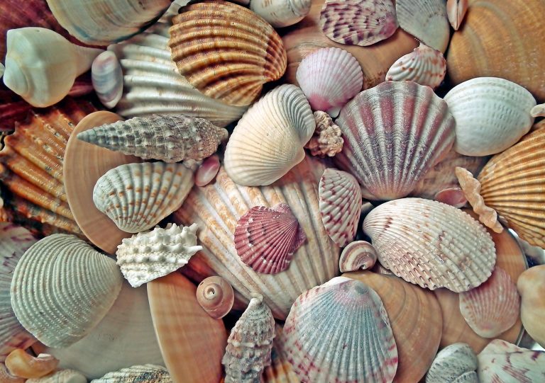 beach, seashells, marine, shells, sea, nature, summer, collection-6875040.jpg