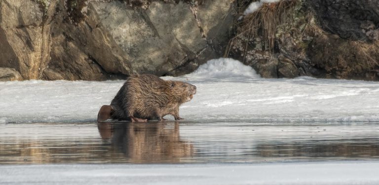 beaver, bever, animal, wild, nature, snow, ice, winter, brown snow, beaver, beaver, beaver, beaver, beaver-4946032.jpg