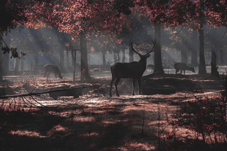 deer, forest, wild, morning, fog, autumn, nature, deer, deer, deer, deer, deer, forest, autumn, nature-7508187.jpg