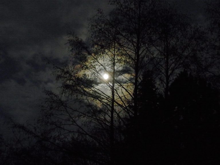 moon, at night, moonlight, full moon, forest, nature, shadow nature-54671.jpg